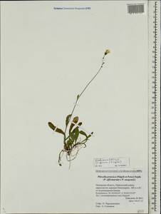 Pilosella prussica (Nägeli & Peter) Soják, Eastern Europe, North-Western region (E2) (Russia)