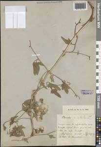 Clematis orientalis L., Middle Asia, Caspian Ustyurt & Northern Aralia (M8) (Kazakhstan)