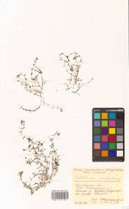 Callitriche palustris subsp. palustris, Siberia, Chukotka & Kamchatka (S7) (Russia)