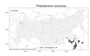 Phellodendron amurense Rupr., Atlas of the Russian Flora (FLORUS) (Russia)