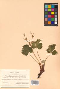 Potentilla fragiformis Willd. ex D. F. K. Schltdl., Siberia, Russian Far East (S6) (Russia)