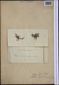 Coleanthus subtilis (Tratt.) Seidel ex Roem. & Schult., Western Europe (EUR) (Czech Republic)