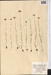 Allium griffithianum Boiss., Middle Asia, Pamir & Pamiro-Alai (M2) (Uzbekistan)