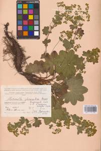 Alchemilla glomerulans Buser, Eastern Europe, Northern region (E1) (Russia)