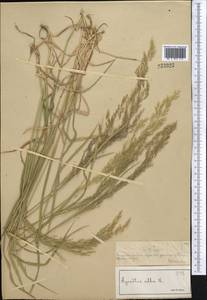Agrostis, Middle Asia, Muyunkumy, Balkhash & Betpak-Dala (M9) (Kazakhstan)