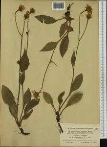 Hieracium jordanii Arv.-Touv., Western Europe (EUR) (Italy)