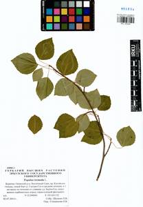 Populus tremula L., Siberia, Baikal & Transbaikal region (S4) (Russia)