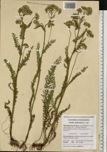 Achillea millefolium L., Eastern Europe, Northern region (E1) (Russia)