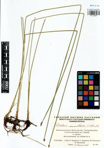 Eleocharis mamillata (H.Lindb.) H.Lindb., Siberia, Baikal & Transbaikal region (S4) (Russia)