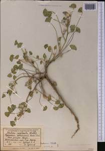 Malva neglecta Wallr., Middle Asia, Kopet Dag, Badkhyz, Small & Great Balkhan (M1) (Turkmenistan)