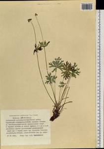 Anemonastrum narcissiflorum subsp. crinitum (Juz.) Raus, Siberia, Russian Far East (S6) (Russia)