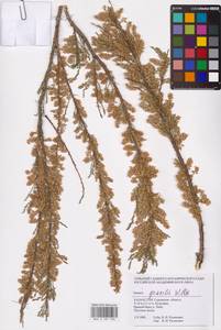 Tamarix gracilis Willd., Middle Asia, Caspian Ustyurt & Northern Aralia (M8) (Kazakhstan)