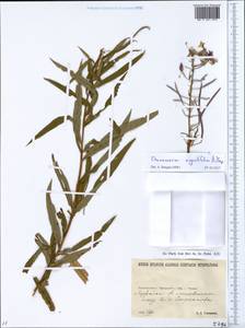 Chamaenerion angustifolium (L.) Scop., Eastern Europe, North Ukrainian region (E11) (Ukraine)