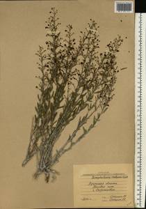 Scrophularia cretacea Fisch., Eastern Europe, North Ukrainian region (E11) (Ukraine)