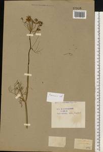 Anethum graveolens L., Eastern Europe, Central region (E4) (Russia)