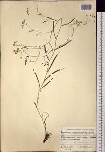 Bupleurum scorzonerifolium Willd., Siberia, Altai & Sayany Mountains (S2) (Russia)