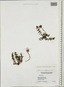 Taraxacum tenuisectum Sommier & Levier, Caucasus, Krasnodar Krai & Adygea (K1a) (Russia)