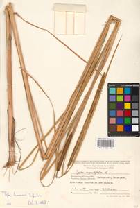 Typha laxmannii Lepech., Eastern Europe, Moscow region (E4a) (Russia)