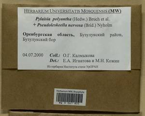 Pylaisia polyantha (Hedw.) Schimp., Bryophytes, Bryophytes - South Urals (B14) (Russia)