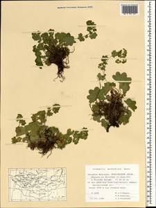 Alchemilla murbeckiana Buser, Mongolia (MONG) (Mongolia)