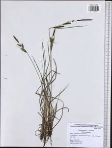 Carex nigra (L.) Reichard, Eastern Europe, Central region (E4) (Russia)