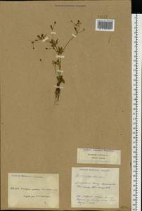 Ranunculus sceleratus L., Eastern Europe, South Ukrainian region (E12) (Ukraine)