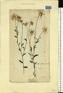 Xeranthemum annuum L., Eastern Europe, Lithuania (E2a) (Lithuania)