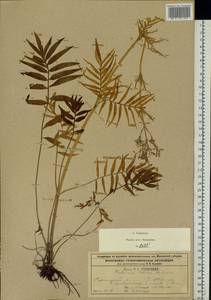 Valeriana rossica P. A. Smirn., Eastern Europe, Central region (E4) (Russia)