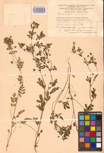 Potentilla supina L., Eastern Europe, Eastern region (E10) (Russia)