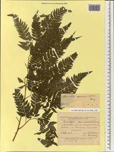 Arachniodes coniifolia (T. Moore) Ching, South Asia, South Asia (Asia outside ex-Soviet states and Mongolia) (ASIA) (China)