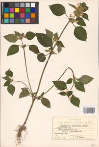 Galeopsis speciosa Mill., Eastern Europe, Moscow region (E4a) (Russia)