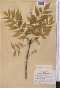 Fraxinus excelsior L., America (AMER) (United States)