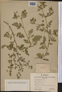 Potentilla supina subsp. paradoxa (Nutt. ex Torr. & A. Gray) Soják, America (AMER) (United States)