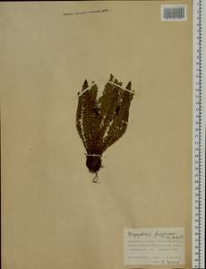 Dryopteris fragrans (L.) Schott, Siberia, Russian Far East (S6) (Russia)