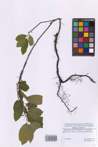 Rhamnus cathartica L., Eastern Europe, Moscow region (E4a) (Russia)