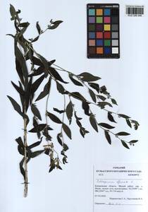 Lithospermum officinale L., Siberia, Altai & Sayany Mountains (S2) (Russia)
