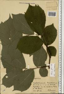 Ulmus glabra Huds., Eastern Europe, North Ukrainian region (E11) (Ukraine)