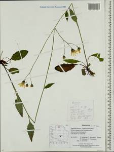 Hieracium lachenalii subsp. deductum (Sudre) Greuter, Eastern Europe, North-Western region (E2) (Russia)