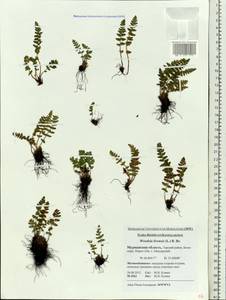 Woodsia ilvensis (L.) R. Br., Eastern Europe, Northern region (E1) (Russia)