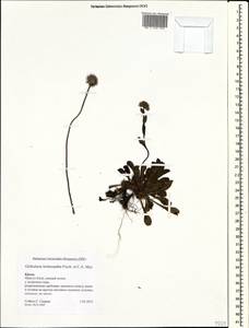 Globularia trichosantha Fisch. & C. A. Mey., Crimea (KRYM) (Russia)