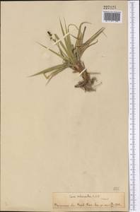 Carex melanantha C.A.Mey., Middle Asia, Pamir & Pamiro-Alai (M2) (Tajikistan)