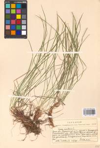 Carex montana L., Eastern Europe, Moscow region (E4a) (Russia)