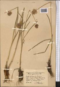 Allium hymenorhizum Ledeb., Middle Asia, Western Tian Shan & Karatau (M3) (Uzbekistan)