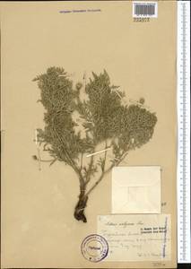 Adonis volgensis DC., Middle Asia, Caspian Ustyurt & Northern Aralia (M8) (Kazakhstan)