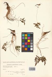 Gymnocarpium robertianum (Hoffm.) Newman, Siberia, Chukotka & Kamchatka (S7) (Russia)