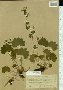 Alchemilla semilunaris Alechin, Eastern Europe, Moscow region (E4a) (Russia)