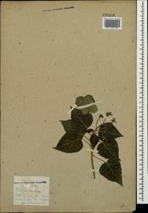 Hedera helix L., Crimea (KRYM) (Russia)