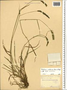 Hordeum brevisubulatum (Trin.) Link, Caucasus, North Ossetia, Ingushetia & Chechnya (K1c) (Russia)