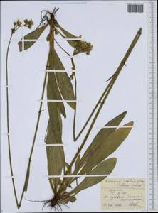 Pilosella caespitosa subsp. caespitosa, Eastern Europe, Middle Volga region (E8) (Russia)