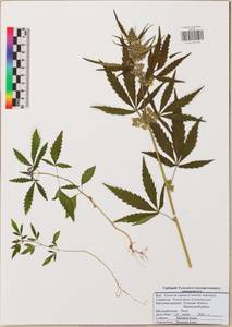 Cannabis sativa var. ruderalis (Janisch.) S.Z. Liou, Eastern Europe, Central region (E4) (Russia)